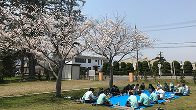 Pictures of cherry-blossom viewing1