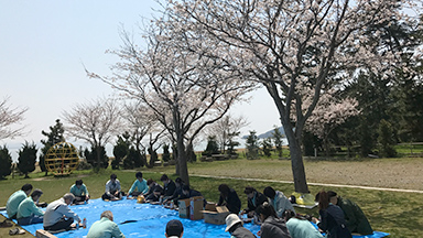 Pictures of cherry-blossom viewing2